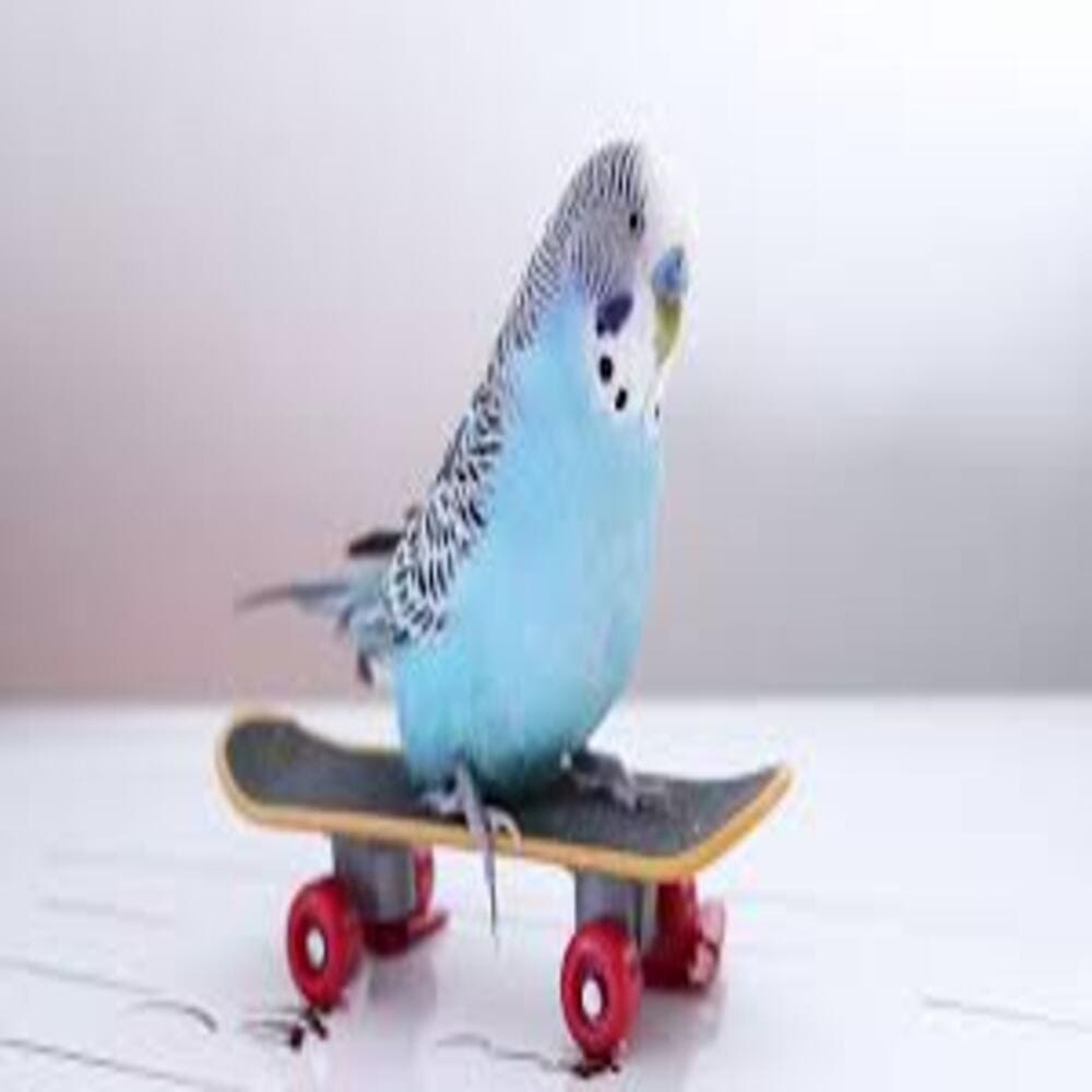 Parakeet Toys